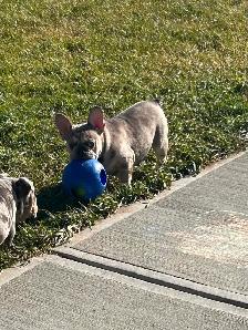 French Bulldog (Male) - Photo 3