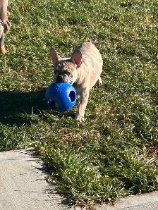 French Bulldog (Male) - Photo 4