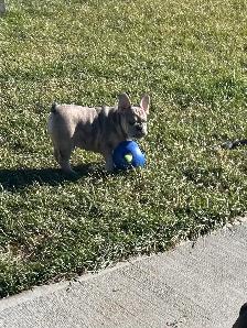 French Bulldog (Male) - Photo 5