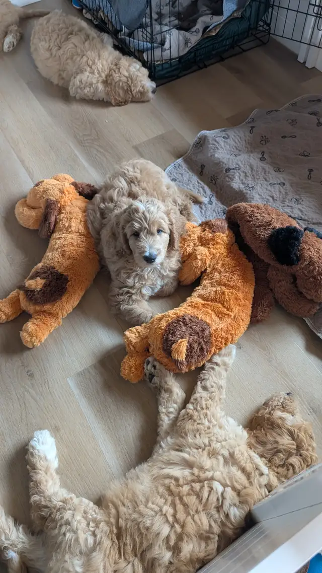 Ethically Raised Goldendoodle Puppies | Go Home end of Jan 2027