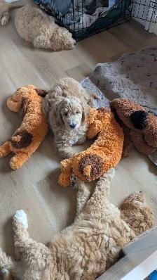 Ethically Raised Goldendoodle Puppies | Go Home end of Jan 2027