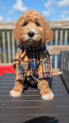 Ethically Raised Goldendoodle Puppies | Go Home end of Jan 2027 - Photo 2