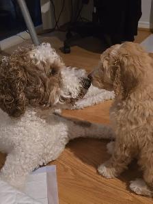Ethically Raised Goldendoodle Puppies | Go Home end of Jan 2027 - Photo 3