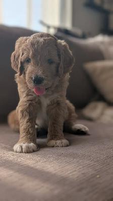 Ethically Raised Goldendoodle Puppies | Go Home end of Jan 2027 - Photo 4