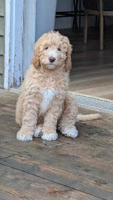 Ethically Raised Goldendoodle Puppies | Go Home end of Jan 2027 - Photo 5