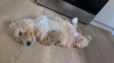 Ethically Raised Goldendoodle Puppies | Go Home end of Jan 2027 - Photo 6