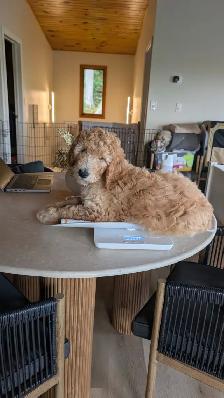 Ethically Raised Goldendoodle Puppies | Go Home end of Jan 2027 - Photo 7
