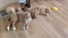 Ethically Raised Goldendoodle Puppies | Go Home end of Jan 2027 - Photo 8