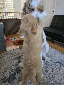 Ethically Raised Goldendoodle Puppies | Go Home end of Jan 2027 - Photo 9