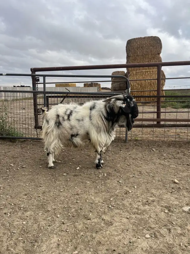 Dappled Boer Billy