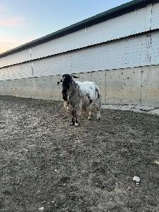 Dappled Boer Billy - Photo 2