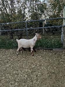Dappled Boer Billy - Photo 3
