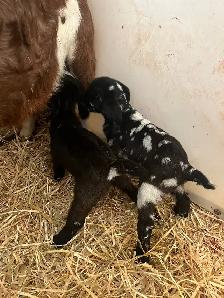 Dappled Boer Billy - Photo 6