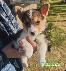 Pembroke Welsh Corgi Pups