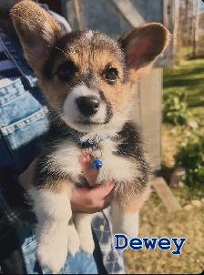 Pembroke Welsh Corgi Pups - Photo 3