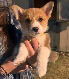 Pembroke Welsh Corgi Pups - Photo 6