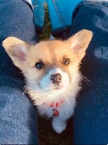 Pembroke Welsh Corgi Pups - Photo 7