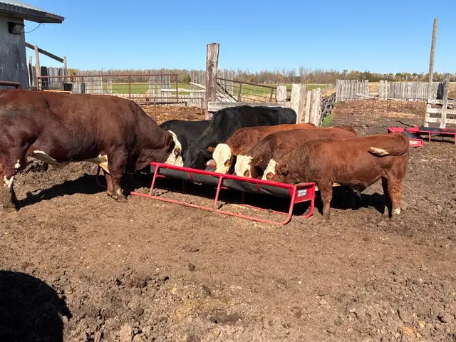 feed barley