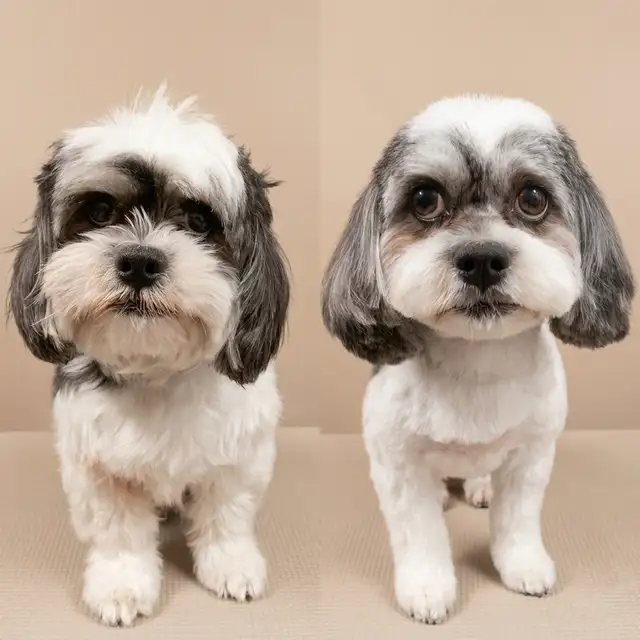 Professional Pet Grooming SW Edm