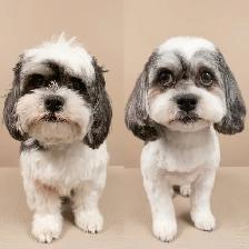 Professional Pet Grooming SW Edm