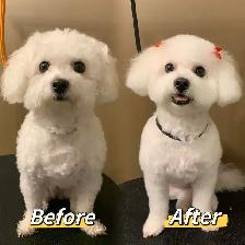 Professional Pet Grooming SW Edm - Photo 4