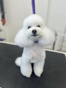 Professional Pet Grooming SW Edm - Photo 6