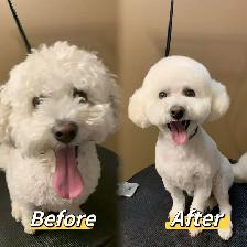 Professional Pet Grooming SW Edm - Photo 7
