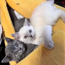 Scottish fold Siamese
