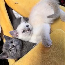 Scottish fold Siamese - Photo 2