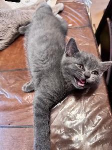 Scottish fold Siamese - Photo 4