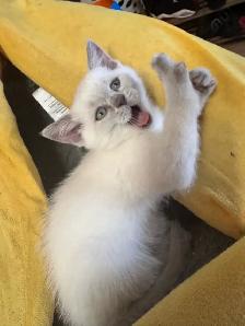 Scottish fold Siamese - Photo 5