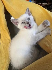 Scottish fold Siamese - Photo 6