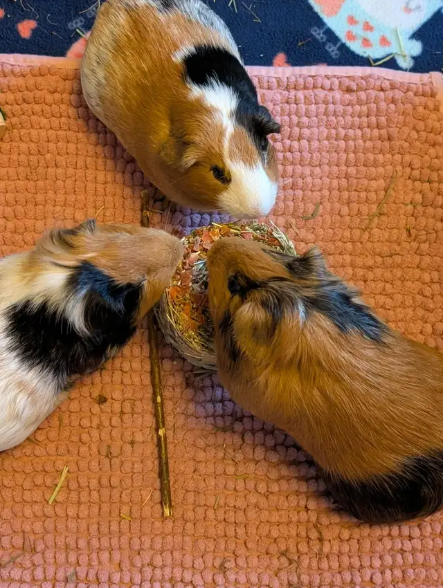 Female Guineapigs!