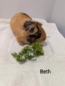 Female Guineapigs! - Photo 3