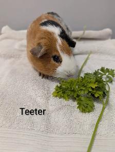 Female Guineapigs! - Photo 4