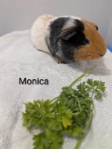 Female Guineapigs! - Photo 5