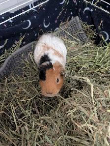 Female Guineapigs! - Photo 6