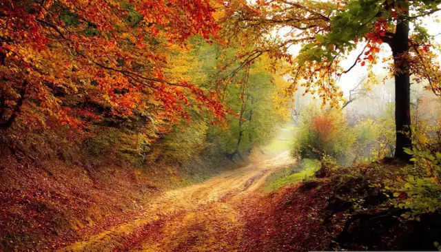 Fall Cleanups!