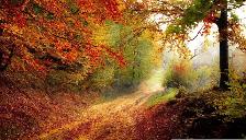 Fall Cleanups!