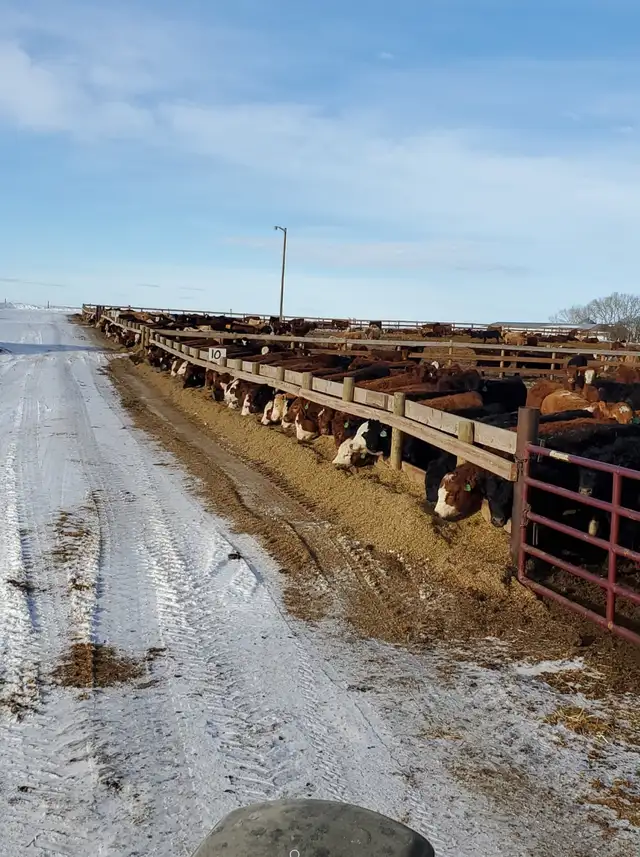 Feeding Cows