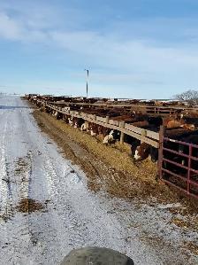 Feeding Cows