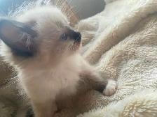 GORGEOUS BABY BICOLOR WHITEMITTTED RAGDOLLS!! - Photo 4