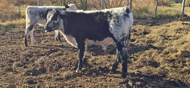 speckled park steers