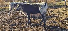 speckled park steers