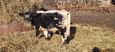 speckled park steers - Photo 2