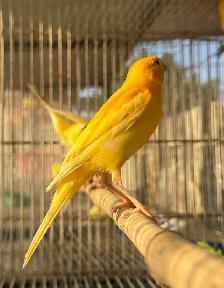 ✨ 1 female Beautiful Canary Birds for Rehoming – Ottawa K1N 8