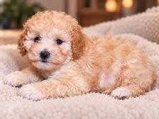 toy maltipoo puppies (Maltese x toy poodle) chiots - Photo 2