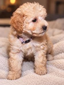 toy maltipoo puppies (Maltese x toy poodle) chiots - Photo 3