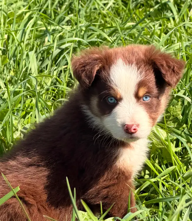 Chiots Bergers Australiens