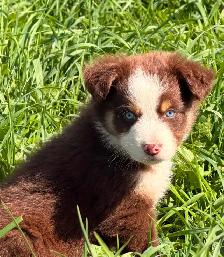 Chiots Bergers Australiens
